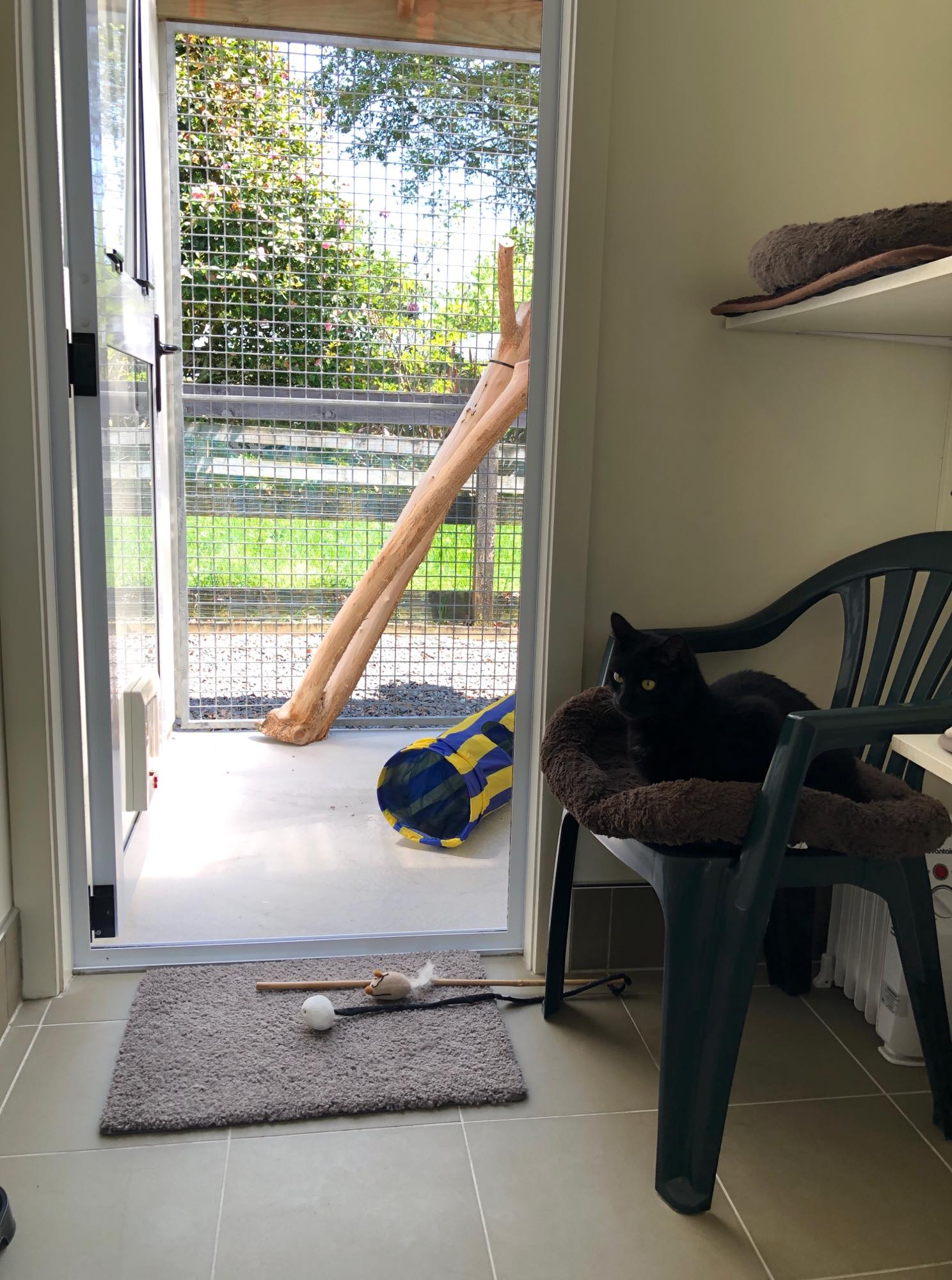 Our Rooms Purring Cat Cattery our-rooms-purring-cat-cattery
